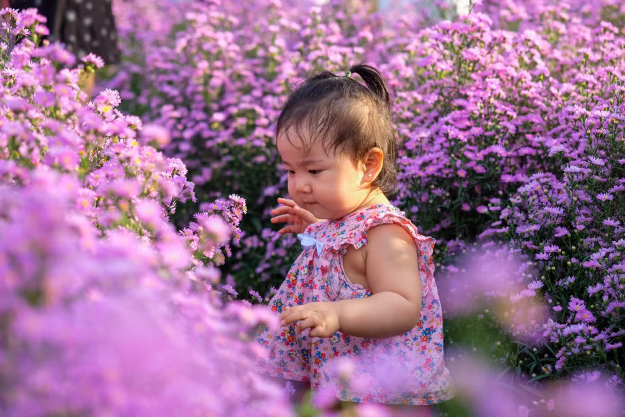 Một em nhỏ khá thích thú với loài hoa này.