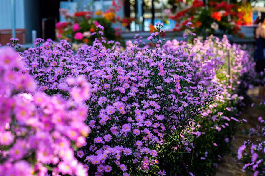 Nếu bán ra thị trường giao động khoảng 60.000/1kg.