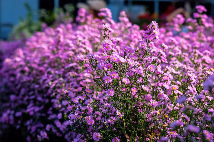 “Tuổi thọ” của những bông hoa thạch thảo khoảng 10 ngày.