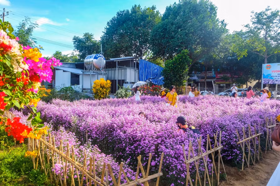  Mô hình “Vườn hoa mẫu trong phố” ở phường Khuê Trung, quận Cẩm Lệ, TP Đà Nẵng. 