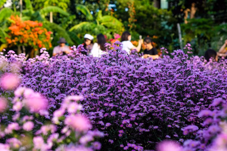 Sắc tím của hoa thạch thảo.