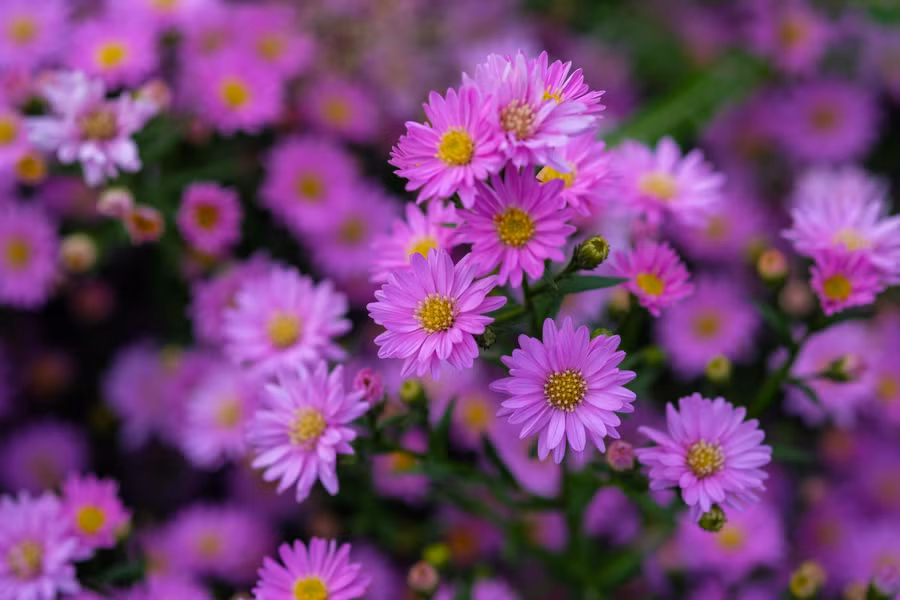 Vẻ đẹp dịu dàng của hoa thạch thảo.