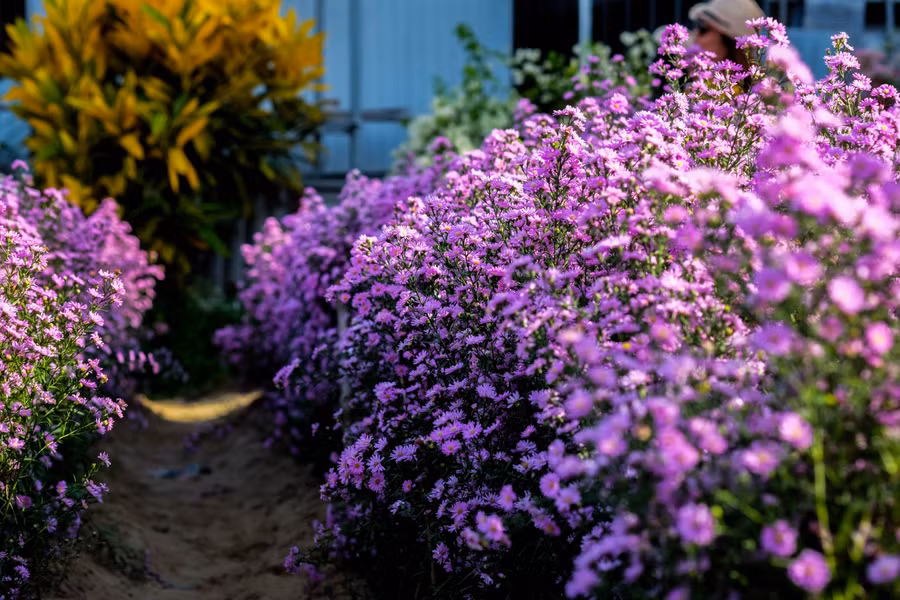 Cây hoa thạch thảo cao khoảng 90cm-1m.