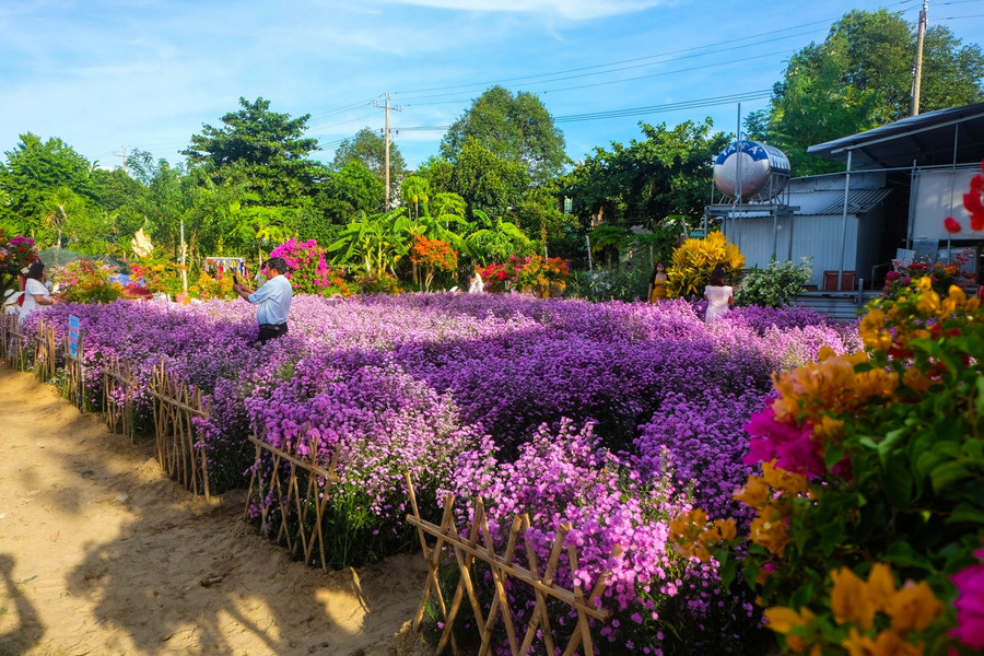 Vườn hoa thạch thảo được mở cửa miễn phí cho người dân và du khách tham quan, chụp ảnh. Vườn hoa thạch thảo được mở cửa miễn phí cho người dân và du khách tham quan, chụp ảnh.
