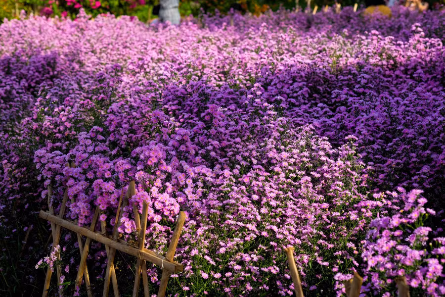 Tuy nhiên, để trồng và ra hoa ở Đà Nẵng, thì phải có một quy trình chăm sóc bài bản.