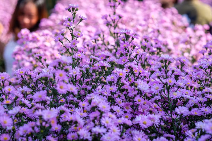 Giống hoa thạch thảo trồng ở Đà Nẵng được lấy từ TP Đà Lạt (tỉnh Lâm Đồng).