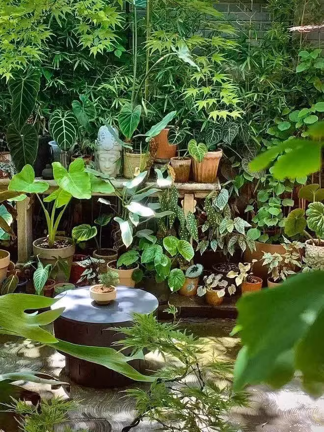 Một màu mướt mát làm dịu nhẹ bất cứ ai đôi mắt ai đi vào.