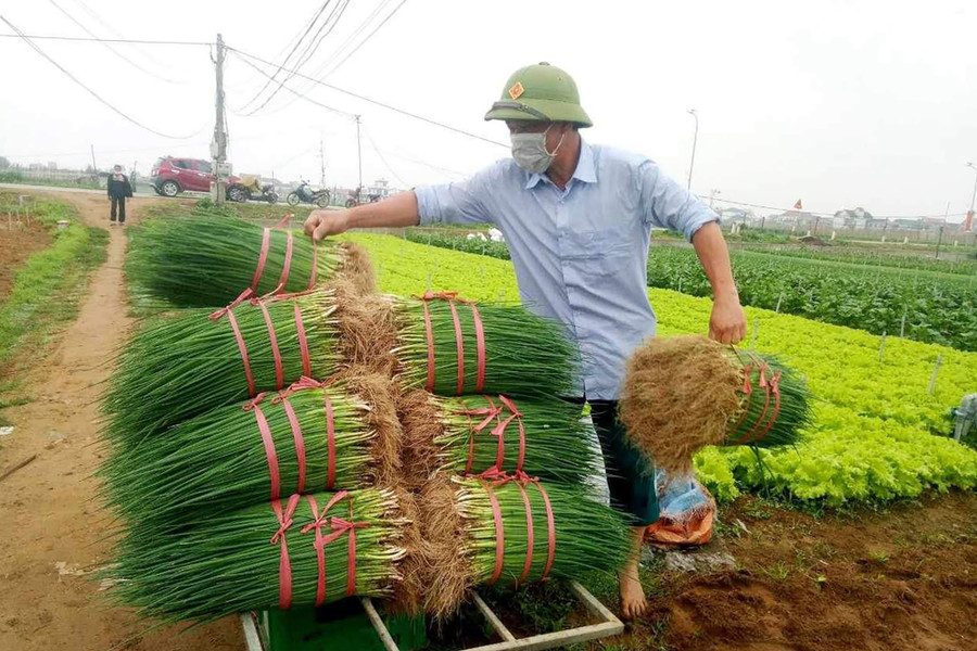 Sau khi thu hoạch các sản phẩm rau sạch đều được thương lái tiêu thụ hết. (Ảnh: PT) Sau khi thu hoạch các sản phẩm rau sạch đều được thương lái tiêu thụ hết. (Ảnh: PT)