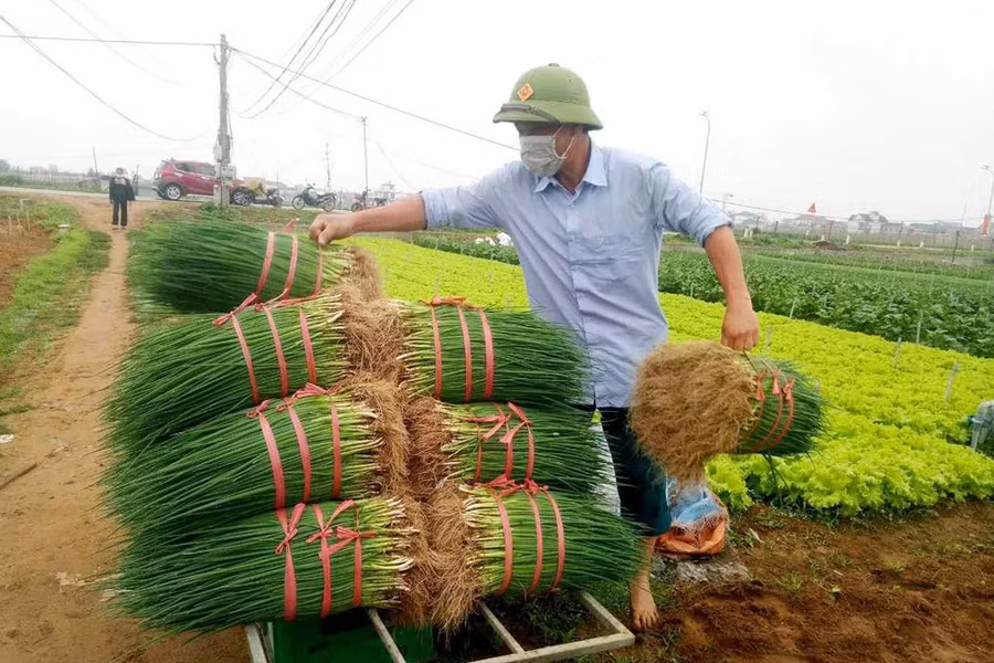 Sau khi thu hoạch các sản phẩm rau sạch đều được thương lái tiêu thụ hết. (Ảnh: PT)