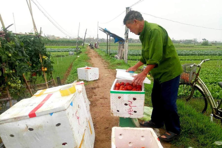 Cánh đồng rau sạch giúp người dân vùng bãi ngang huyện Quỳnh Lưu có thu nhập ổn định. (Ảnh: PT) Cánh đồng rau sạch giúp người dân vùng bãi ngang huyện Quỳnh Lưu có thu nhập ổn định. (Ảnh: PT)