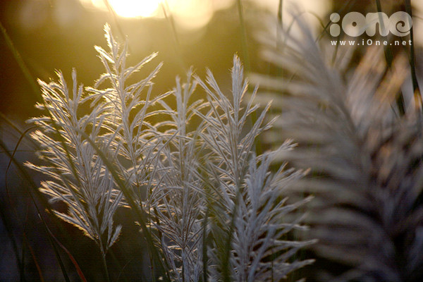 Trong nắng vàng như rót mật vào cuối ngày, những vạt cỏ lau trắng óng ánh hơn thường lệ. Trong nắng vàng như rót mật vào cuối ngày, những vạt cỏ lau trắng óng ánh hơn thường lệ.