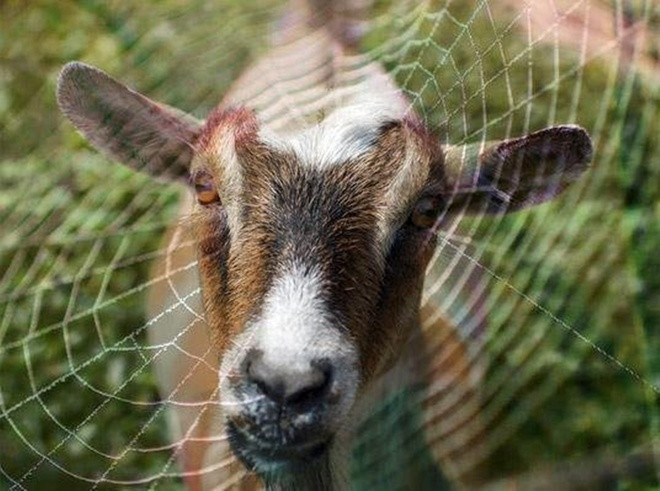 Lịch sử biến đổi gene động vật qua 10 thí nghiệm lạ ảnh 4 Lịch sử biến đổi gene động vật qua 10 thí nghiệm lạ ảnh 4