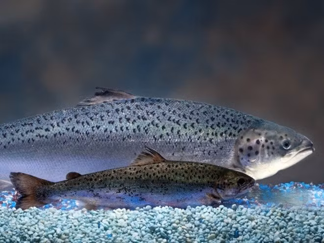 Lịch sử biến đổi gene động vật qua 10 thí nghiệm lạ ảnh 6