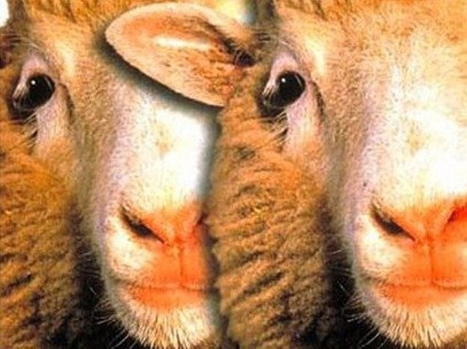 Lịch sử biến đổi gene động vật qua 10 thí nghiệm lạ ảnh 1 Lịch sử biến đổi gene động vật qua 10 thí nghiệm lạ ảnh 1