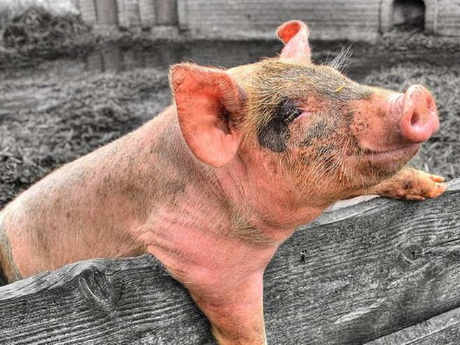 Lịch sử biến đổi gene động vật qua 10 thí nghiệm lạ ảnh 9 Lịch sử biến đổi gene động vật qua 10 thí nghiệm lạ ảnh 9