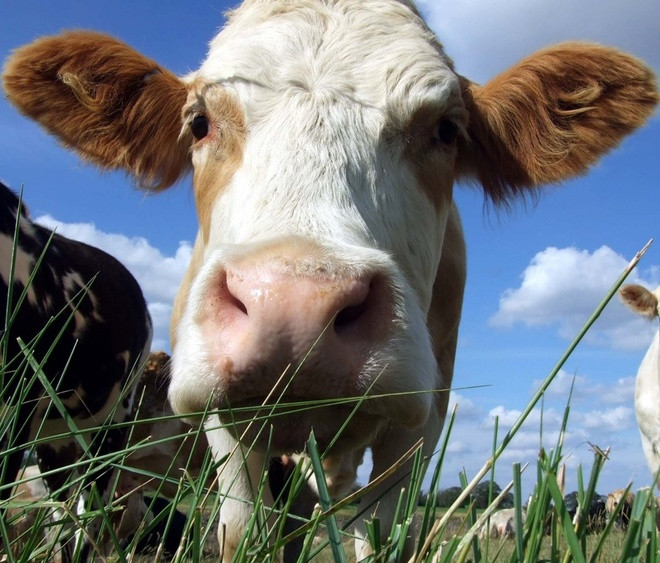 Lịch sử biến đổi gene động vật qua 10 thí nghiệm lạ ảnh 3 Lịch sử biến đổi gene động vật qua 10 thí nghiệm lạ ảnh 3