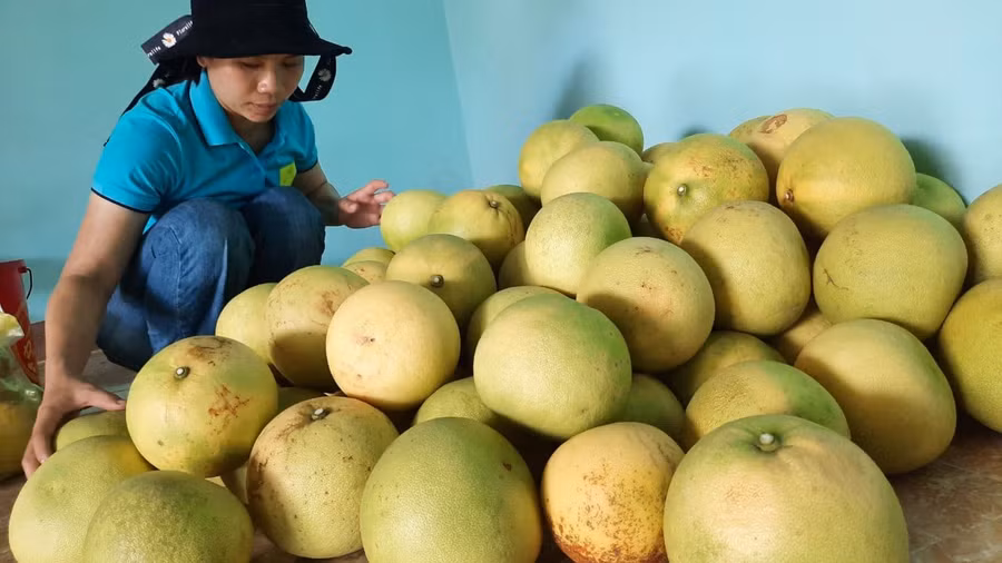 Loại bưởi ngon, thanh lâu nay được nhiều người ưa chuộng.