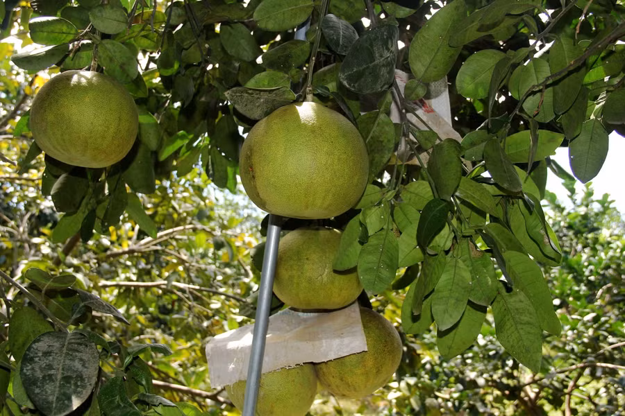 Bưởi Phúc Trạch đặc sản của Hà Tĩnh.