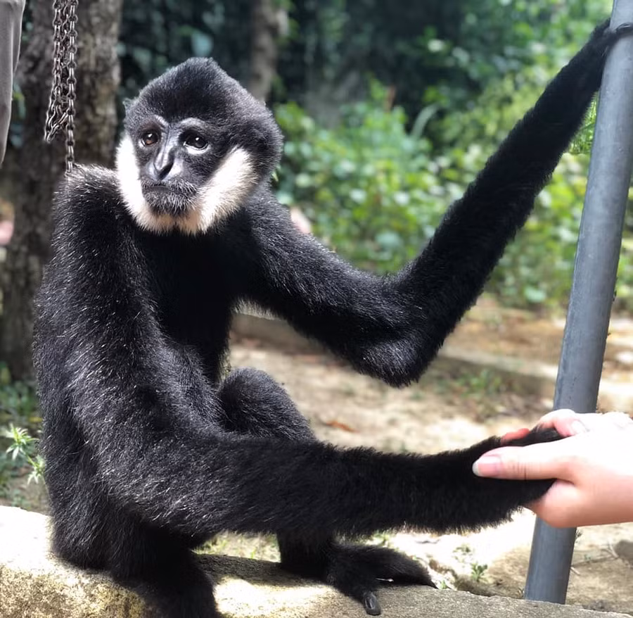 Vượn đen má trắng được thả về Vườn quốc gia Vũ Quang.