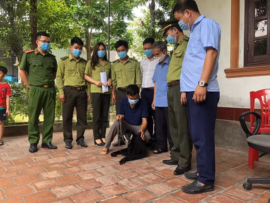 Lực lượng chức năng tiếp nhận vượn đen từ gia đình ông Nguyễn Trường Tộ.