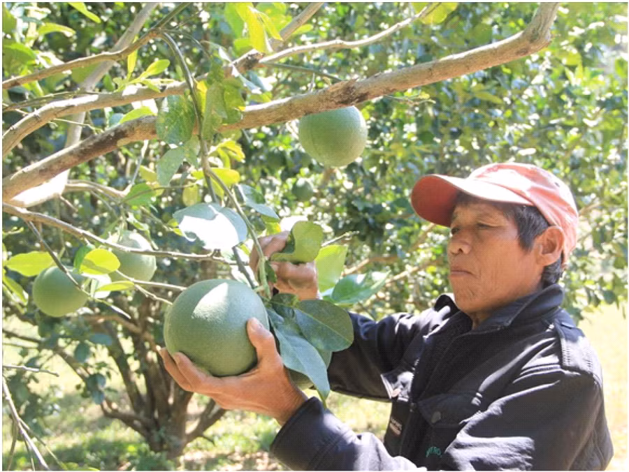 Nhờ được cán bộ đảng viên hướng dẫn, nhiều hộ đồng bào DTTS ở Bác Ái đã thay đổi tập quán sản xuất, chuyển sang trồng bưởi da xanh đạt hiệu quả cao.