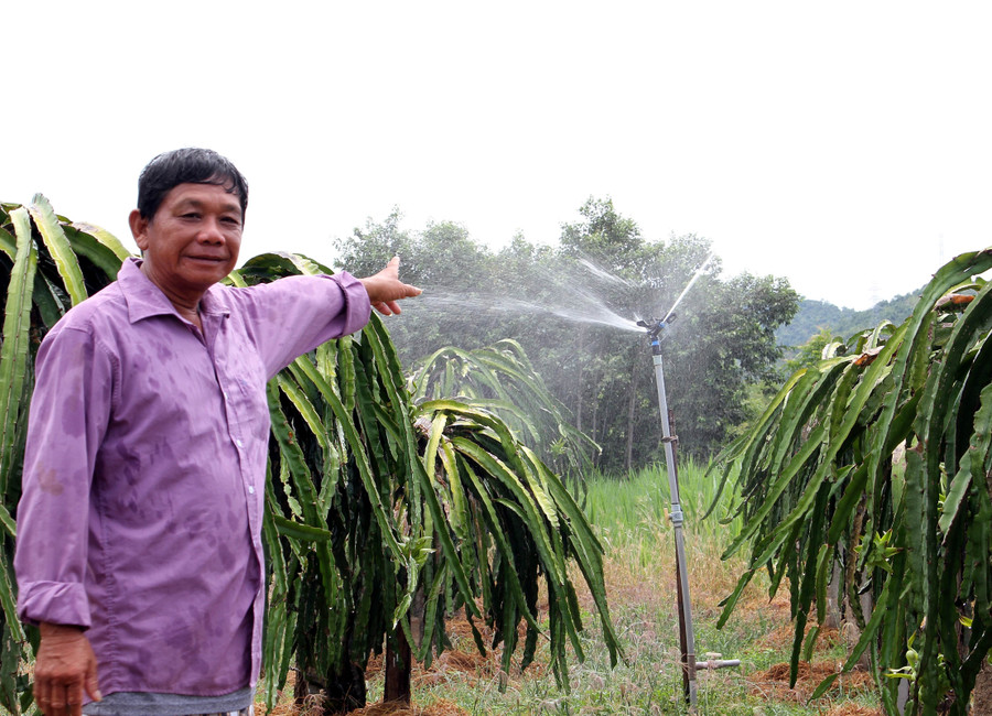 Ngoài bưởi da xanh, nhiều hộ đồng bào DTTS ở huyện Bác Ái còn trồng thêm thanh long tăng thu nhập.