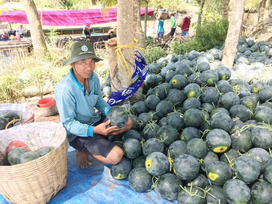 Anh Danh thu hoạch vụ dưa hấu luân canh (áo xanh, bên phải)