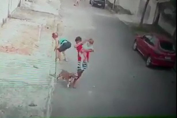 Patrick đã dũng cảm lao vào giải cứu... Thót tim cảnh cứu bé trai bị chó dữ tấn công