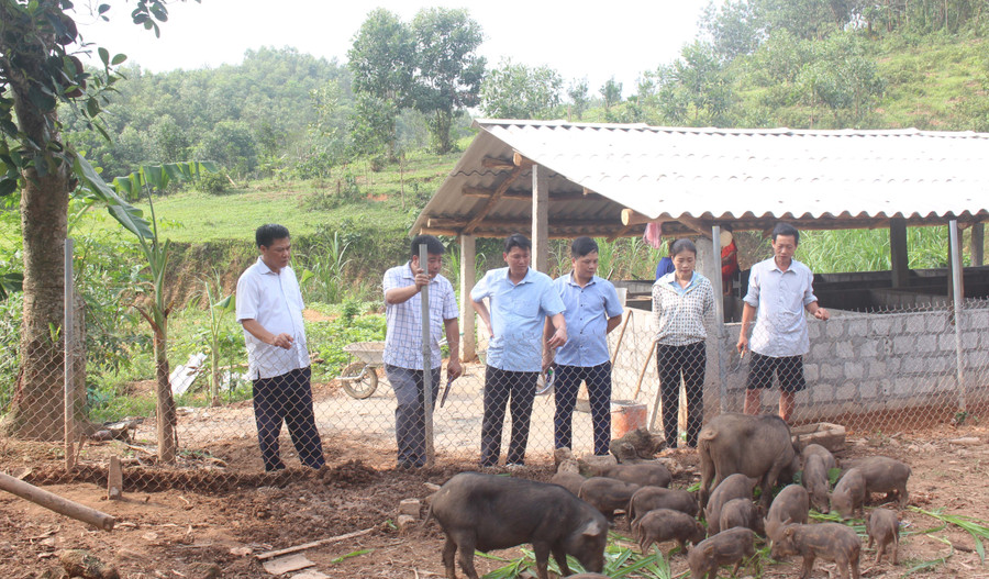Lãnh đạo huyện Quang Bình thăm mô hình nuôi lợn đen của ông Đặng Văn Đức, thôn Nà Rại, thị trấn Yên Bình.