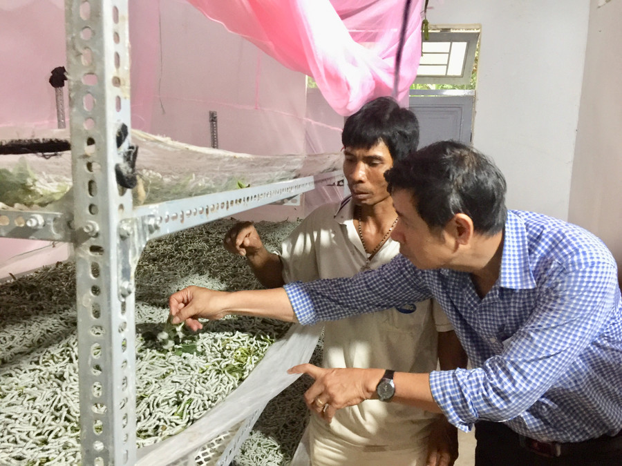 Cán bộ kiểm tra, hướng dẫn chăm sóc tằm