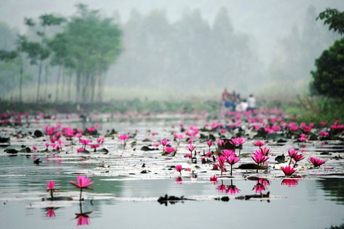 Những năm gần đây, Chùa Hương bất ngờ trở thành điểm du lịch hấp dẫn vào mùa thu – mùa hoa súng nở rộ trải dọc suối Yến. Ảnh: Lekima Hung Những năm gần đây, Chùa Hương bất ngờ trở thành điểm du lịch hấp dẫn vào mùa thu – mùa hoa súng nở rộ trải dọc suối Yến. Ảnh: Lekima Hung