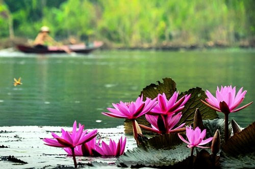 Hoa súng thường nở rộ vào mùa thu, khoảng tháng 9, 10, 11 và đặc biệt rực rỡ vào buổi sáng. Khi gặp ánh nắng mặt trời nó sẽ cụp lại. Do đó, bạn nên tới từ sáng sớm để ngắm sắc hồng tươi mát hòa với núi rừng thiên nhiên. Ảnh: Cao Anh Tuấn Hoa súng thường nở rộ vào mùa thu, khoảng tháng 9, 10, 11 và đặc biệt rực rỡ vào buổi sáng. Khi gặp ánh nắng mặt trời nó sẽ cụp lại. Do đó, bạn nên tới từ sáng sớm để ngắm sắc hồng tươi mát hòa với núi rừng thiên nhiên. Ảnh: Cao Anh Tuấn