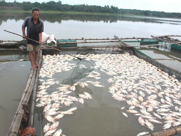 Cà Mau: Xác định nguyên nhân khiến cá bớp chết hàng loạt