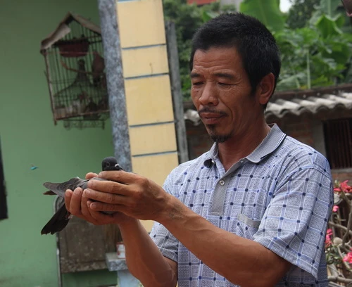 Chim thi đấu được tuyển chọn kỹ và luyện tập công phu