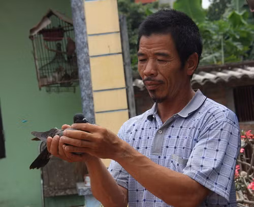 Chim thi đấu được tuyển chọn kỹ và luyện tập công phu