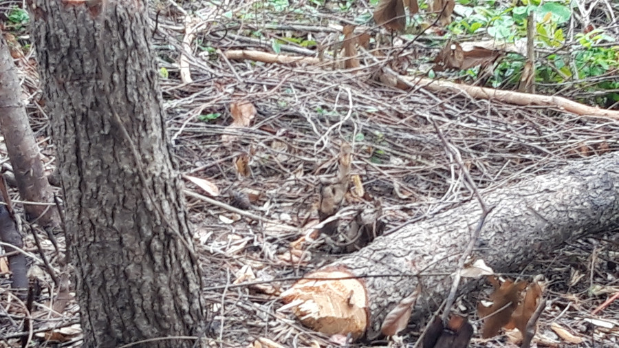 Rừng thông Nhà nước tại xã Cam thành bị thảm sát vào tháng 11/2018 (ảnh PXD) Rừng thông Nhà nước tại xã Cam thành bị thảm sát vào tháng 11/2018 (ảnh PXD)