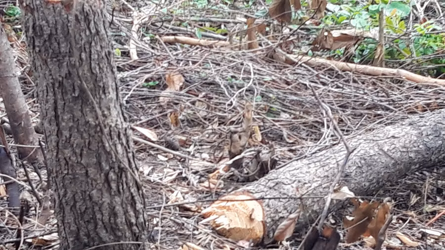 Rừng thông Nhà nước tại xã Cam thành bị thảm sát vào tháng 11/2018 (ảnh PXD)