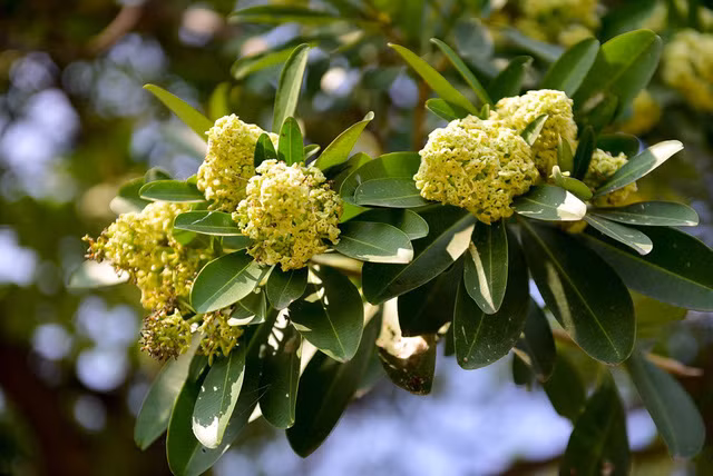 Hoa sữa tỏa mùi nồng nặc ở Hà Nội ảnh 4