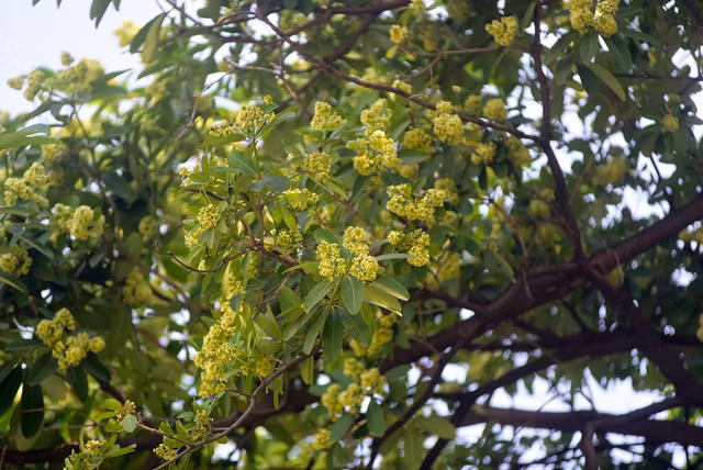 Hoa sữa tỏa mùi nồng nặc ở Hà Nội ảnh 9