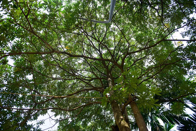  Hoa sữa có tán rộng, tới mùa ra rất nhiều hoa. 