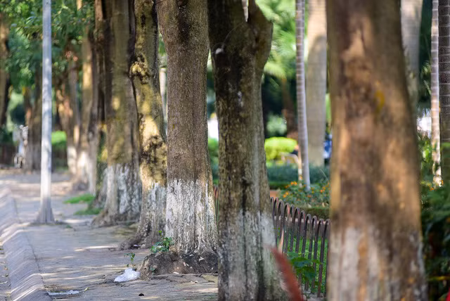  Trên đường Trích Sài có đoạn mật độ cây hoa sữa trồng khá dày, cây cách nhau chỉ khoảng 2m. 