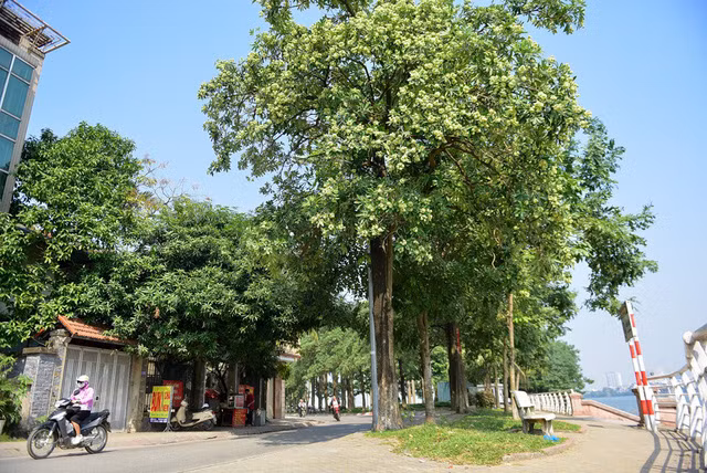  Mùi hoa sữa càng nồng nặc hơn vào những ngày lặng gió. 