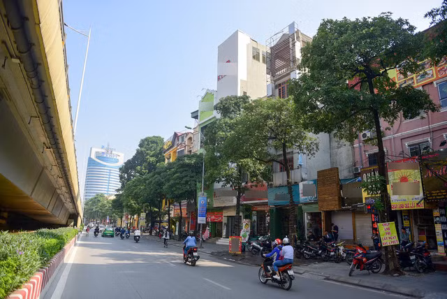  Những cây hoa sữa lớn nở áp sát các cửa sổ nhà mặt phố. 