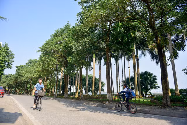  Hàng cây hoa sữa dày đặc trên phố Trích Sài. Vào cao điểm mua hoa, mùi hương toả ra khá nồng nặc khiến cho cảm nhận lãng mạn không còn, thay vào đó là sự khó chịu. 
