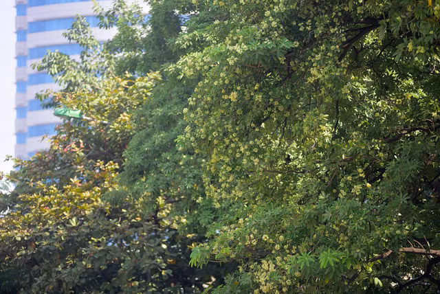 Hoa sữa tỏa mùi nồng nặc ở Hà Nội ảnh 13