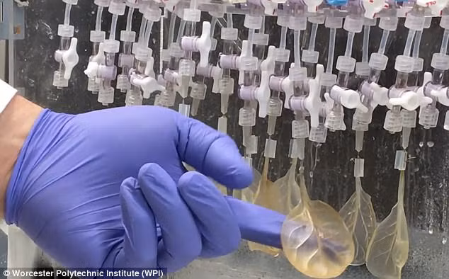 Kinh ngạc: Các nhà khoa học có thể biến lá rau chân vịt thành mô tim người - Ảnh 2.