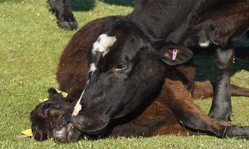 Bò mẹ tuyệt vọng đánh thức con. Ảnh: BNPS.