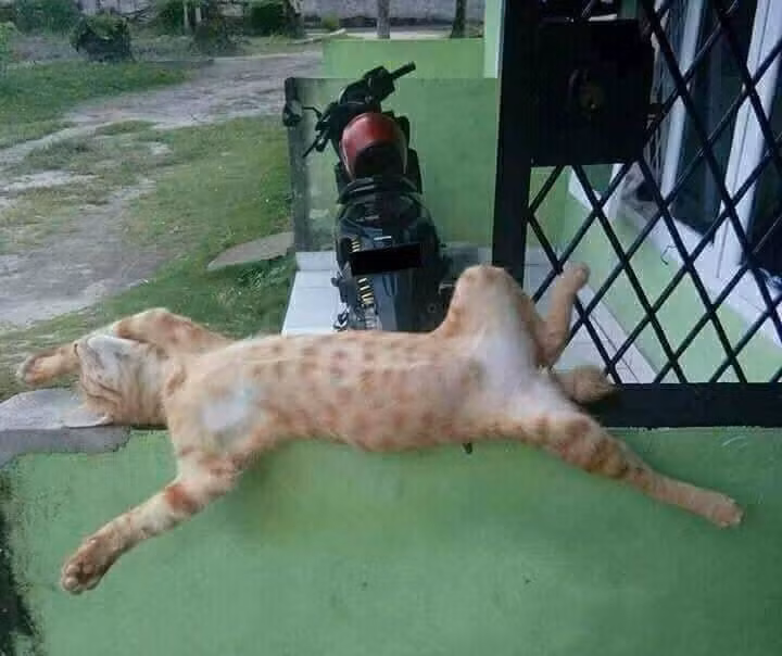 Những pha ngủ ngày bá đạo của các "quàng thượng" mèo trên khắp cả nước