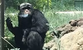 Tinh tinh nghiện hút thuốc trong vườn thú Trung Quốc