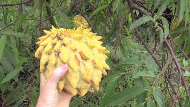 qua xau xi chang ai nghi la "mo tien", nay ban vai tram nghin/kg "hot bac moi tay" hinh anh 7